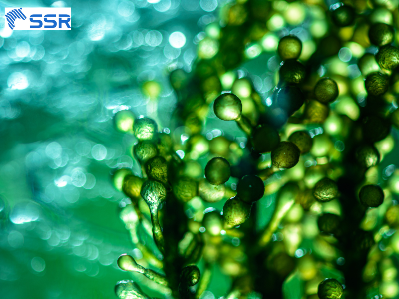 aquatic biomass
