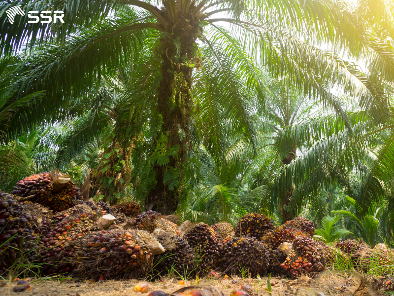 palm waste