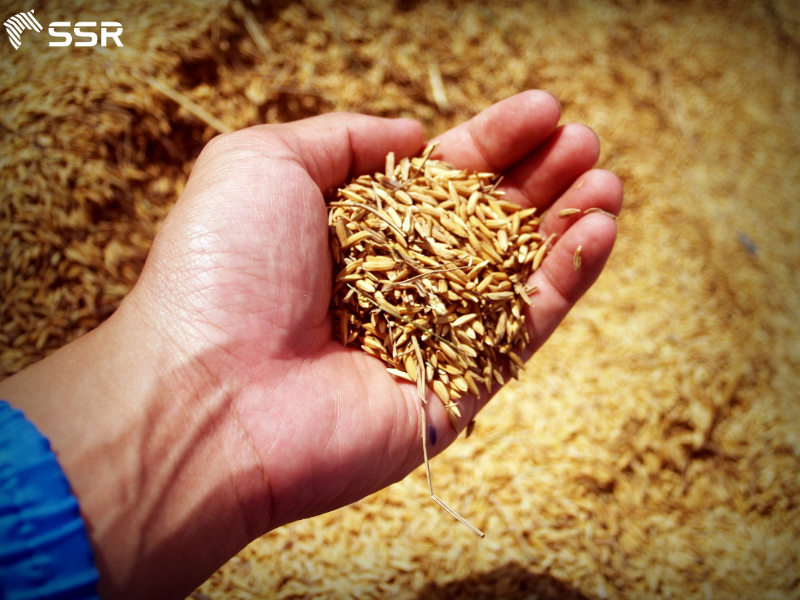 Biomass Energy: The Natural Powerhouse of Renewable Energy