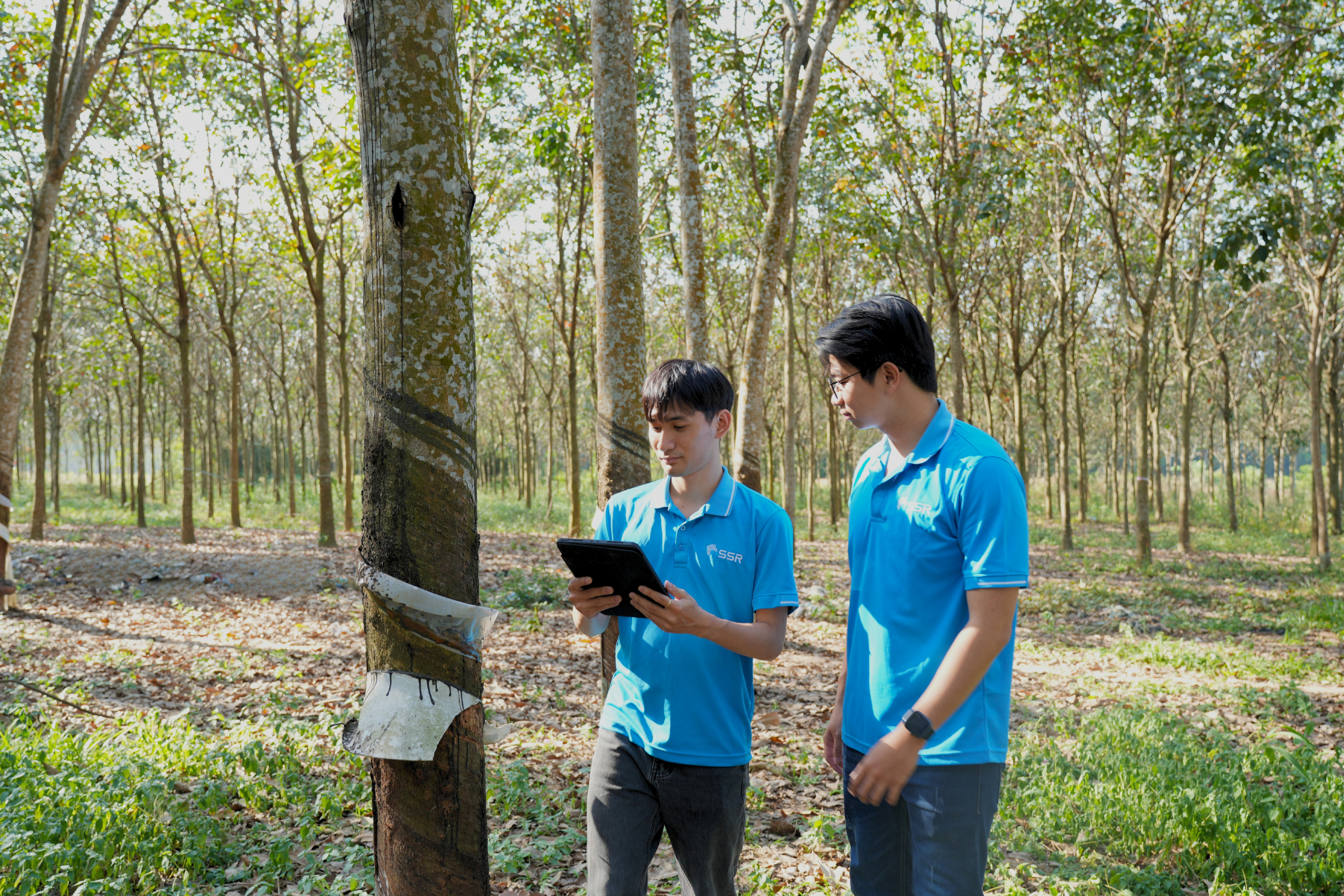 Controlled material from rubberwood and acacia resources