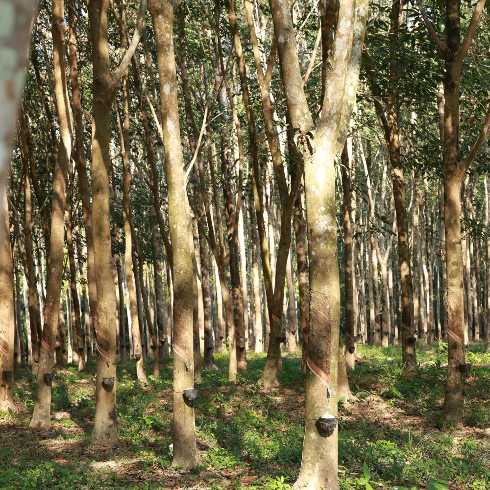 Forest material