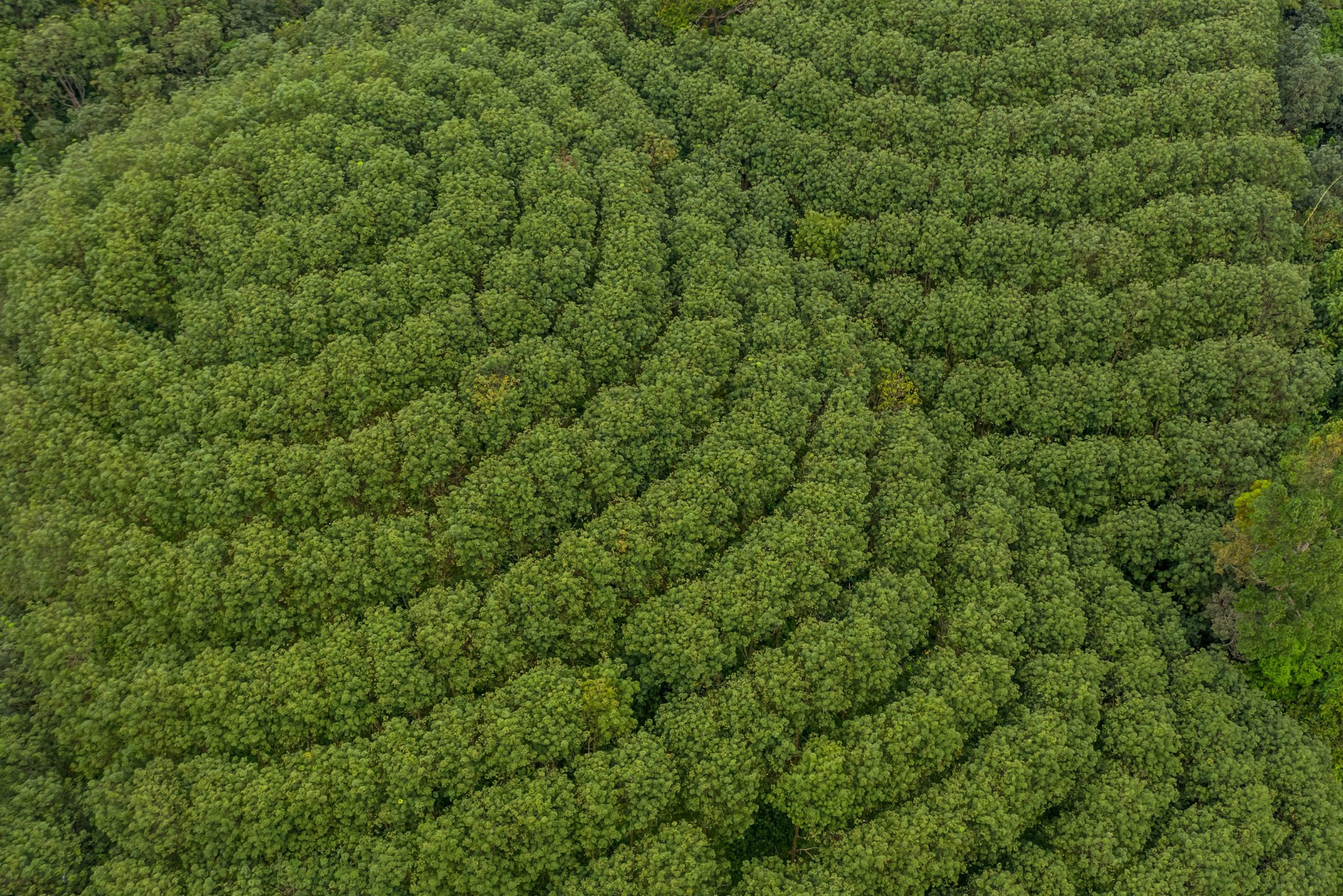 Rubberwood and acacia material sources in Vietnam