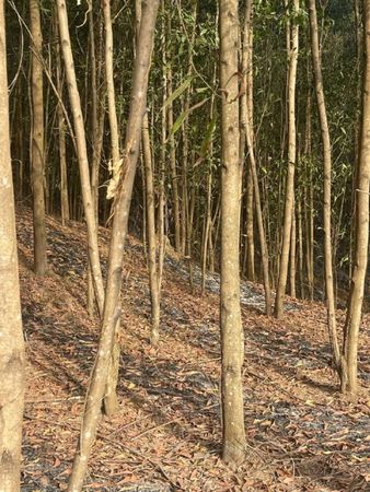 Acacia plantation in Vietnam