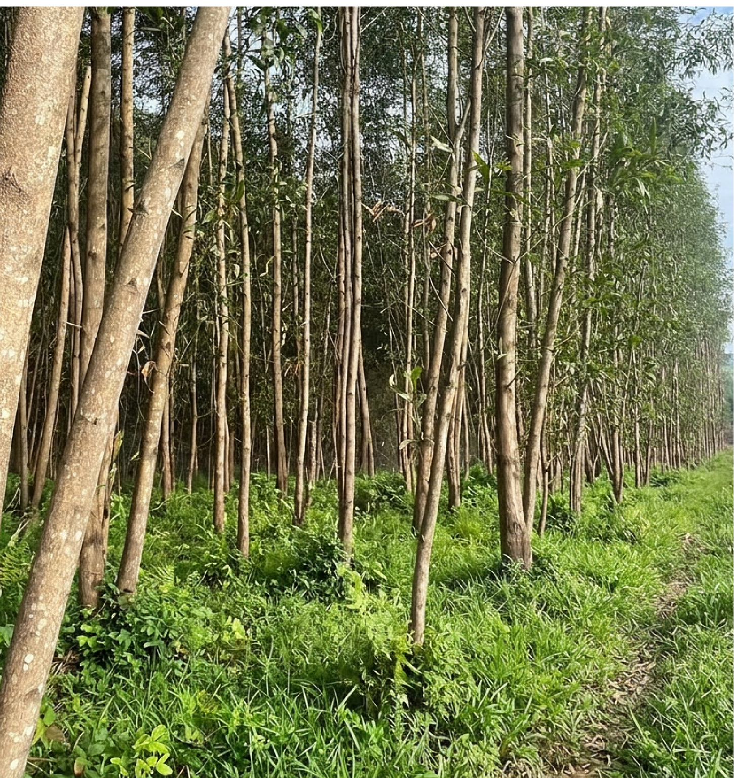 Acacia forest
