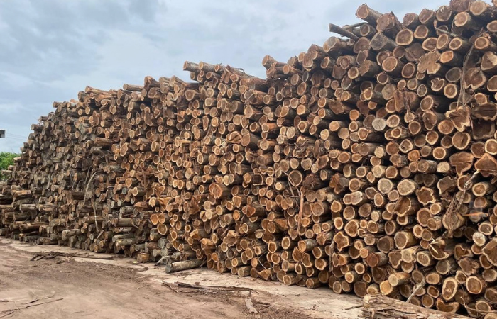 Acacia logs after harvesting