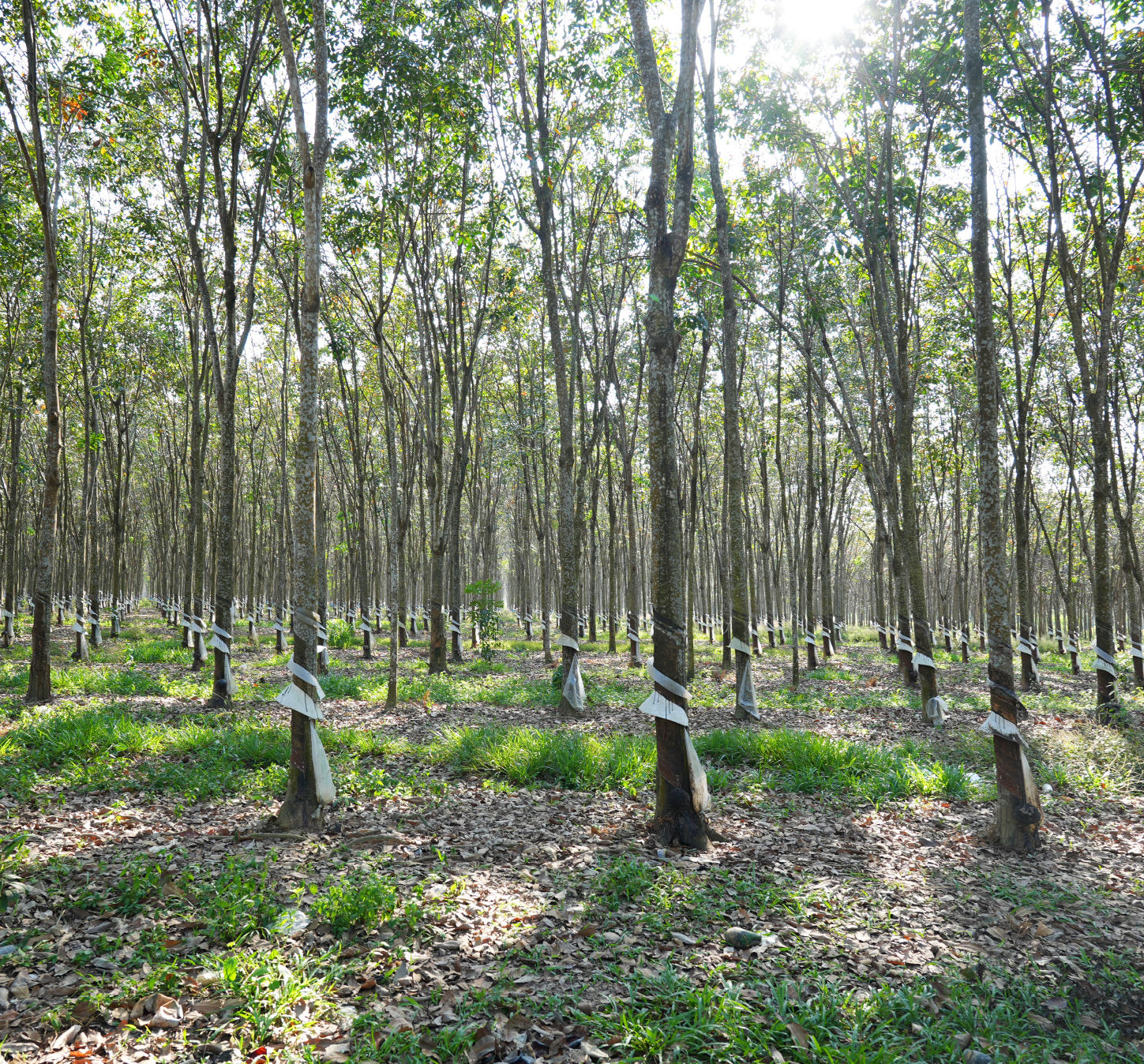 Hevea forest