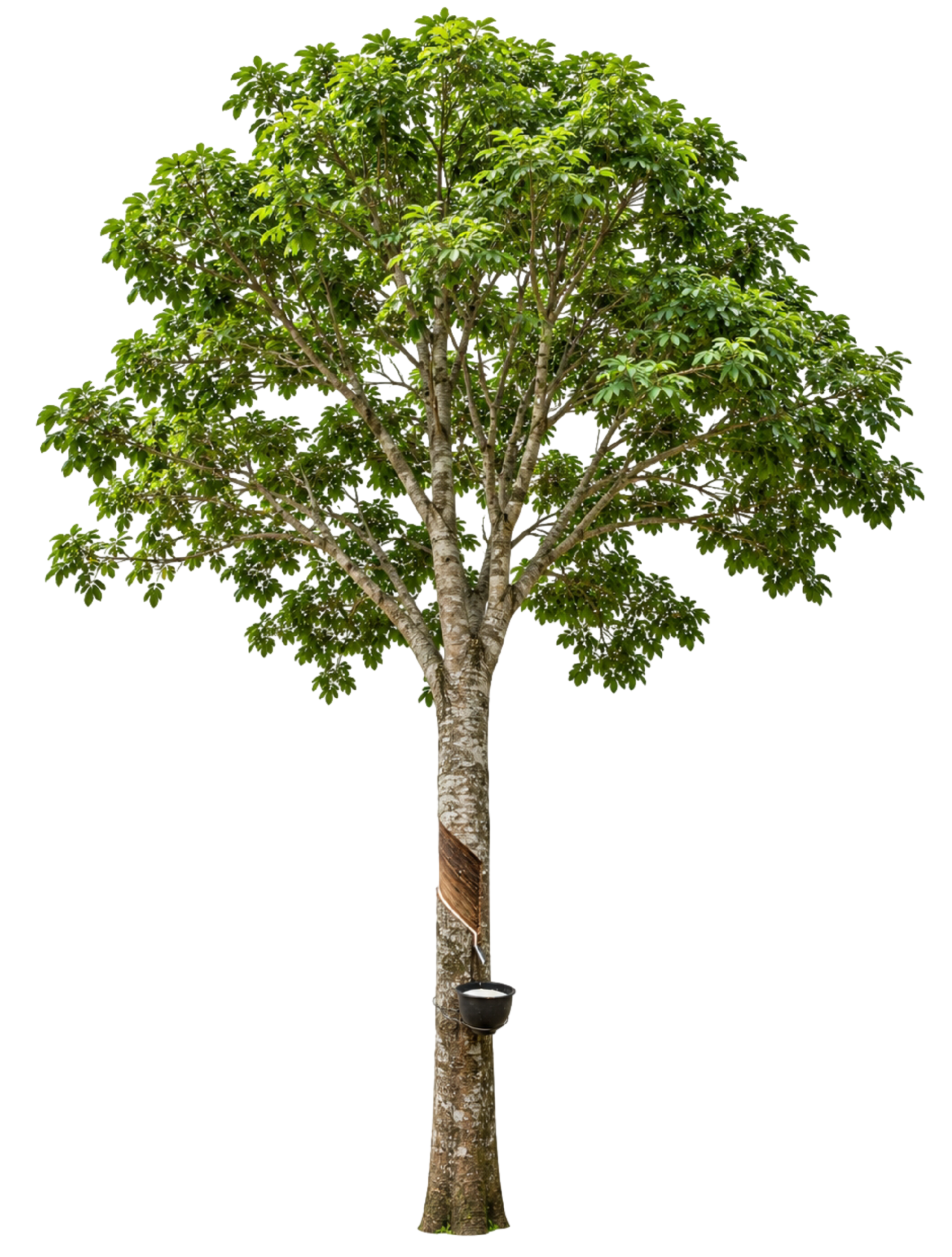 Hevea tree