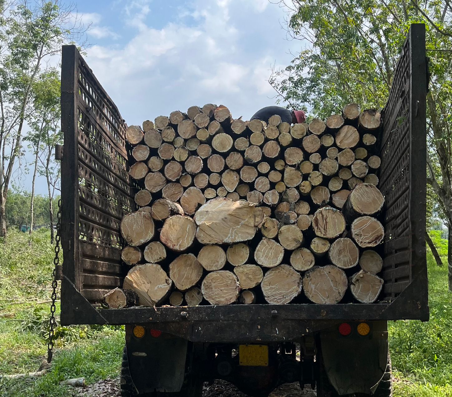 Rubberwood logs