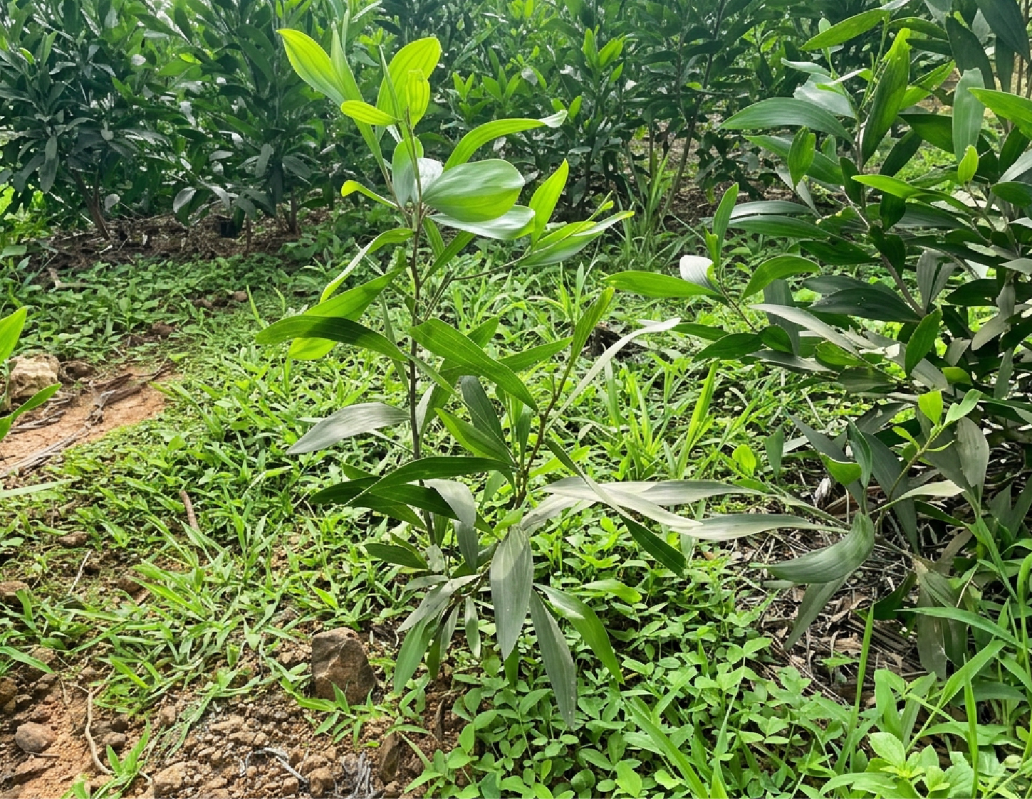 Rubberwood forest
