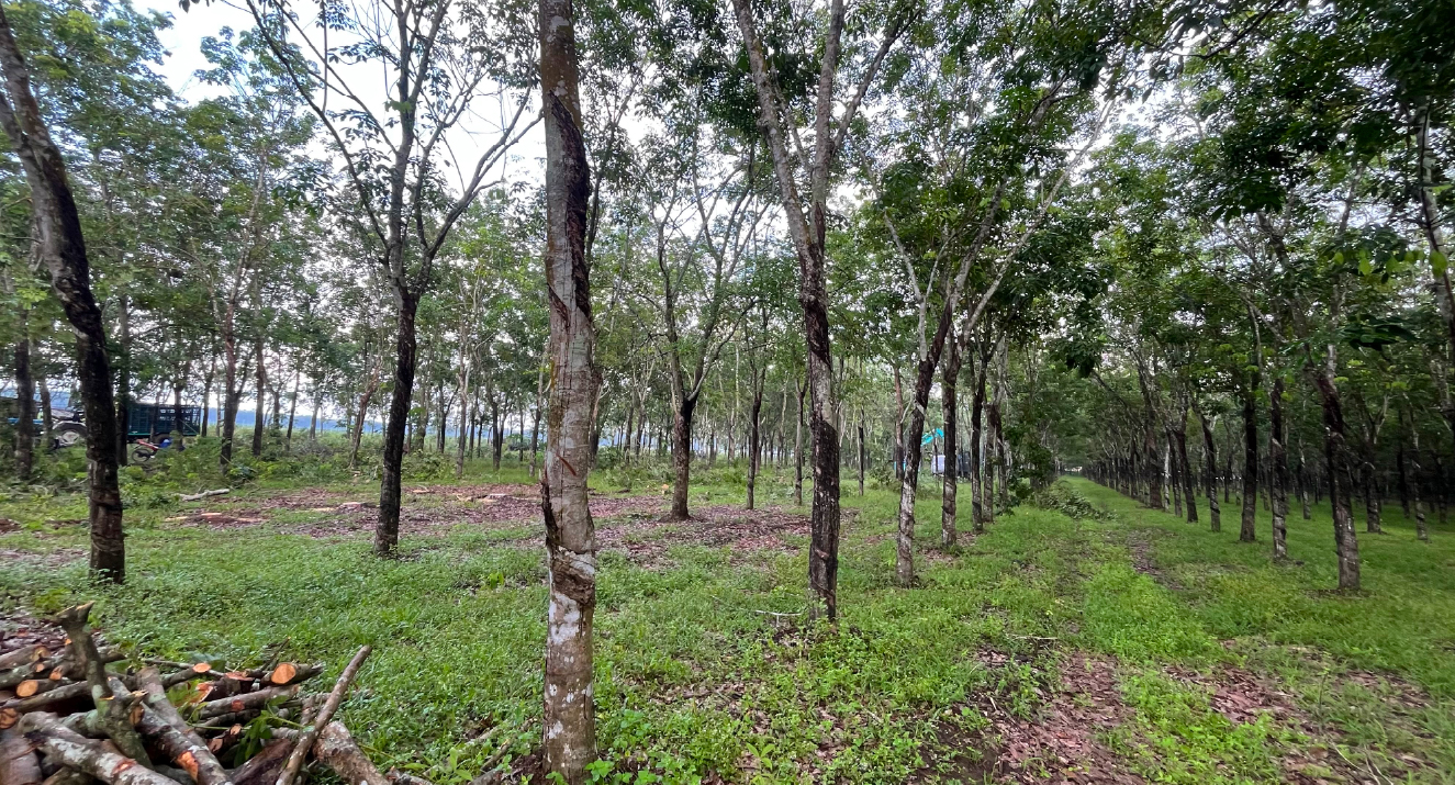 Rubberwood forest