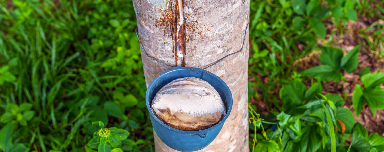 Rubberwood tree