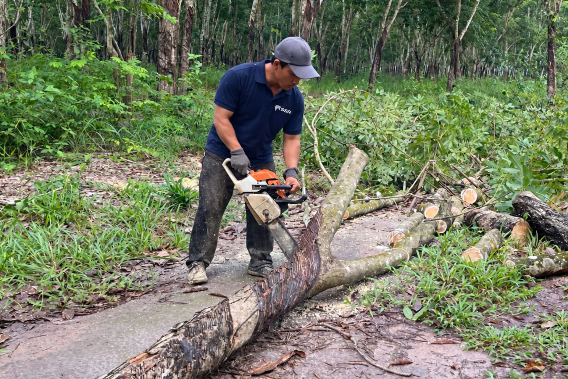Rubberwood Harvest