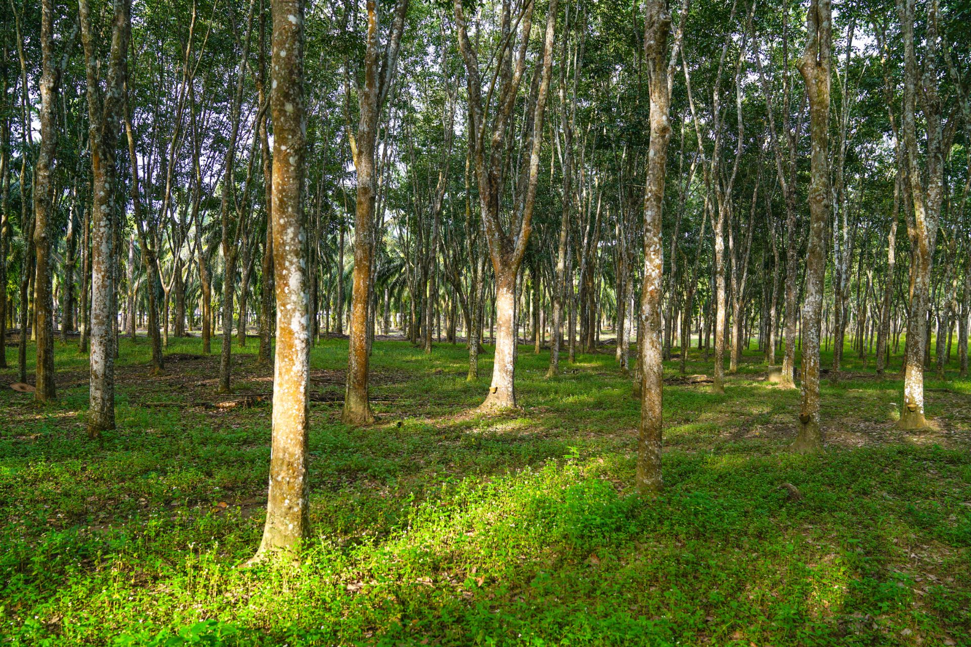 SSR Rubberwood Forest